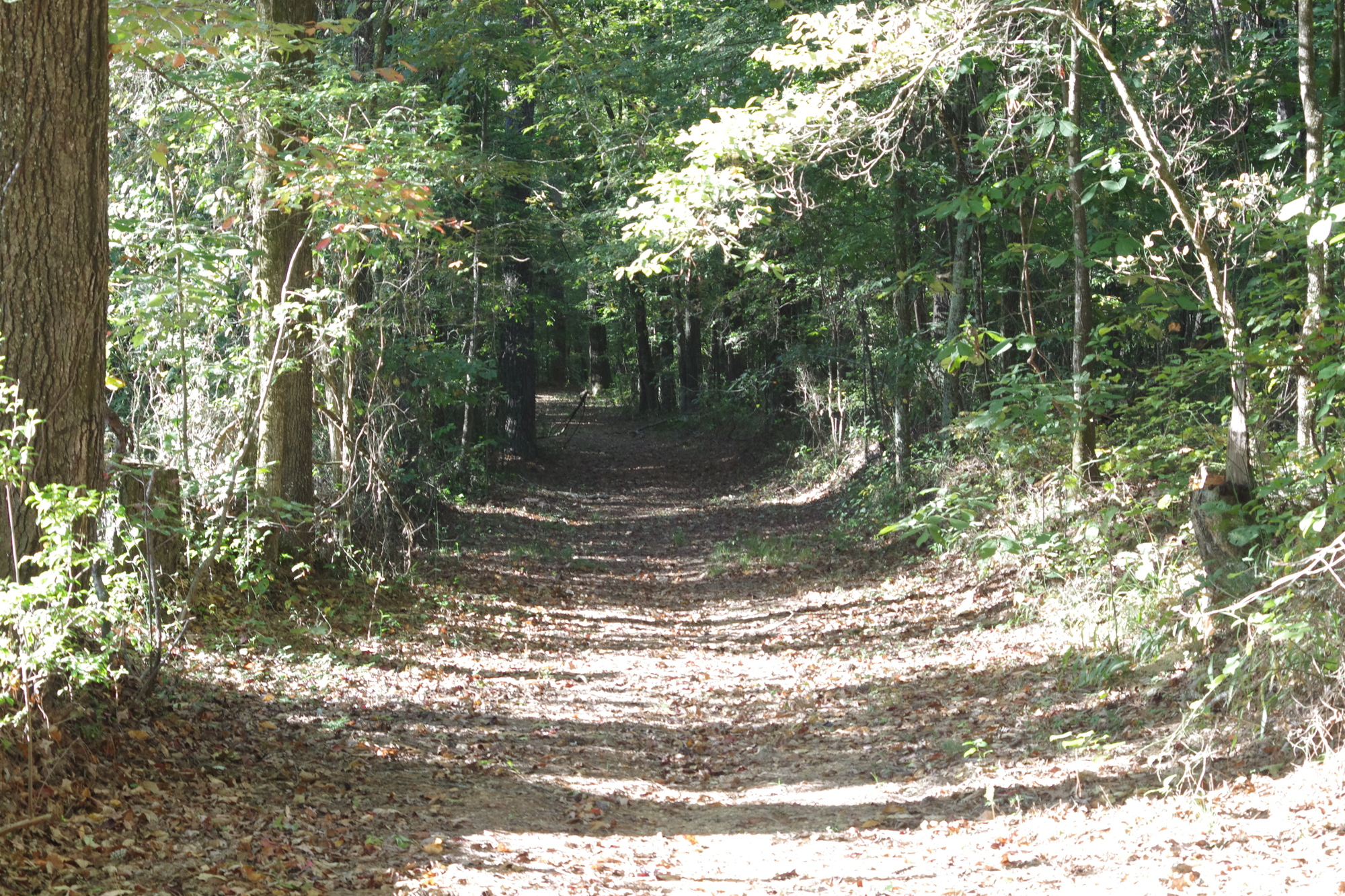 Day 10 Mathiston, MS (Mathiston Motel) to Tupelo, MS (Quality Inn