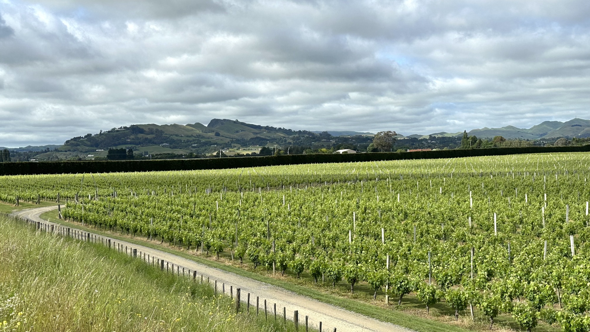 So Easy! Napier to Waipukurau Know When to Fold Them CycleBlaze