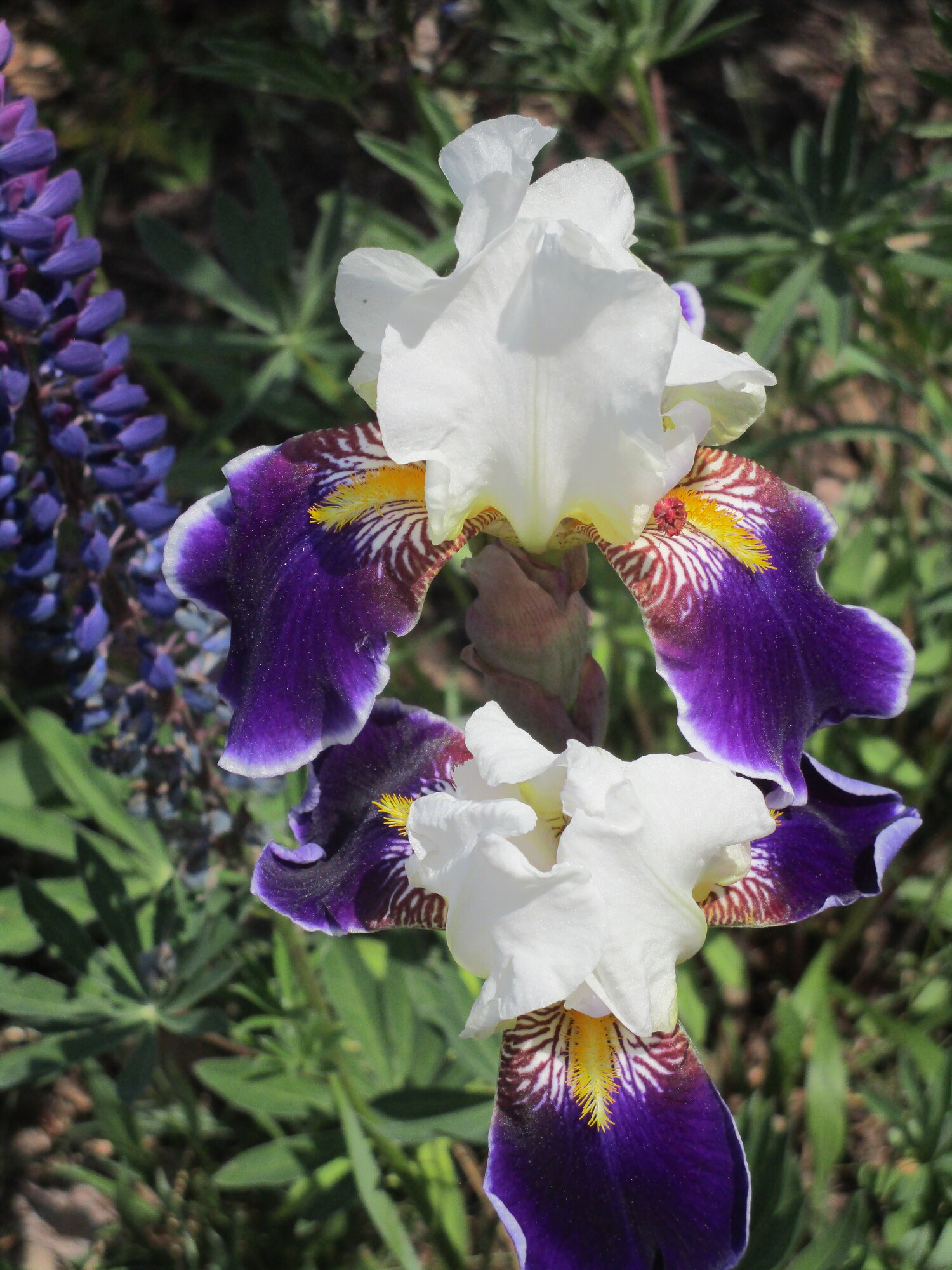 Day 065 L'Anse to Houghton Two Far 2023 Oranges to Apples