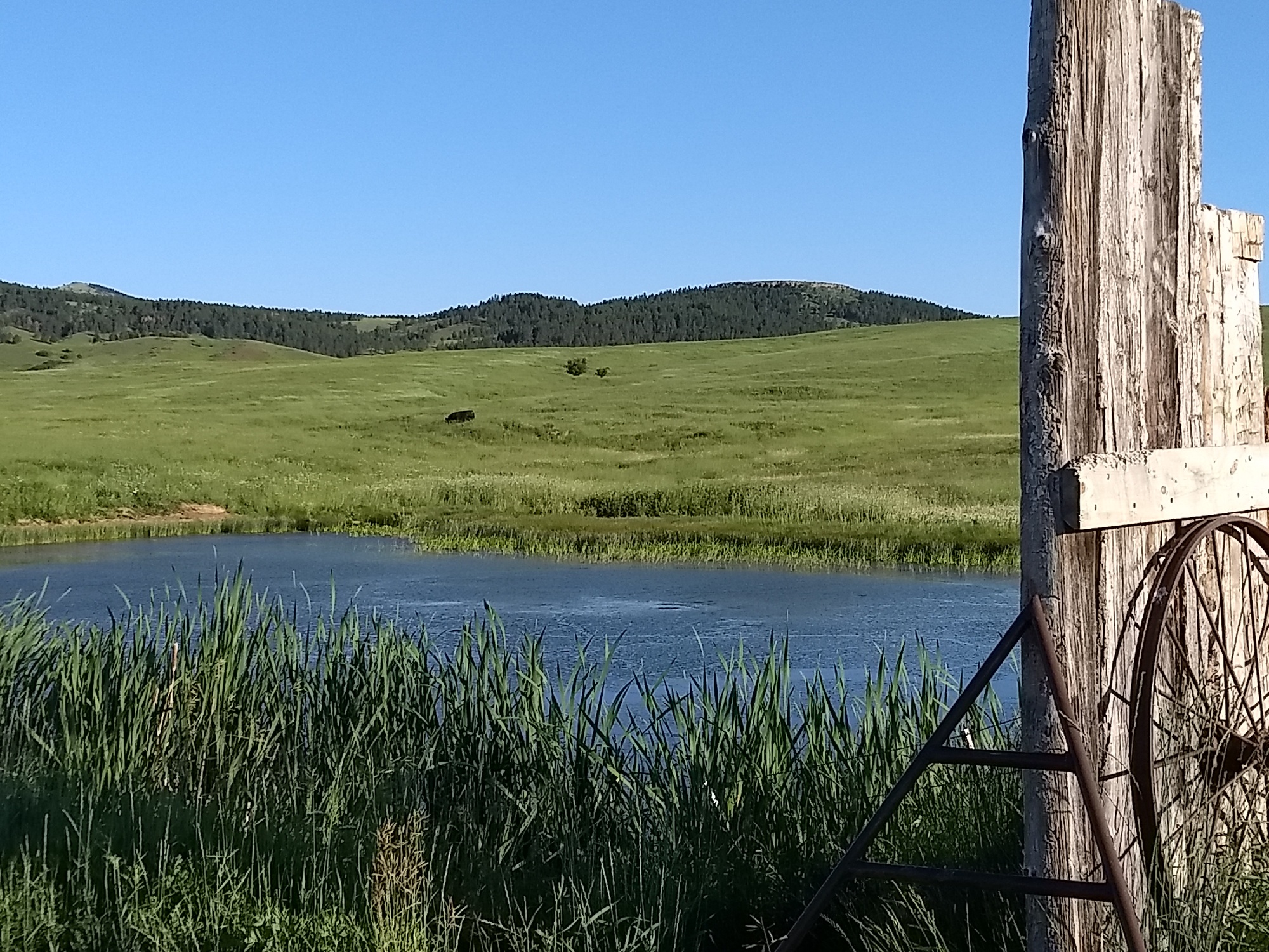 Lewistown to Denton Tailwinds and Teddy Bears Undaunted Porridge